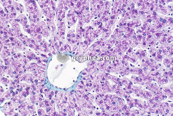 Foie de Porc x100_1 - gryphea.org